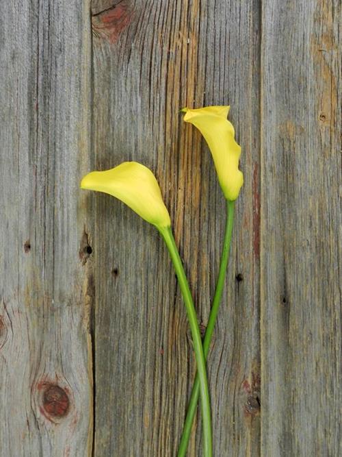 GOLD FLOREX 35CM YELLOW MINI CALLAS